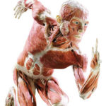 Esplorare il Corpo Umano: visita guidata e lezione al Museo First con i preparati della mostra “Body Worlds”