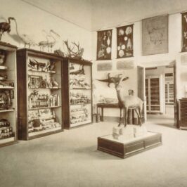 slide-gabinetto-di-storia-naturale