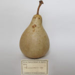 Il grano e la cabossa