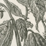 Cacao: Cibo degli Dei