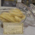 4 settembre 2021: conferenza in streaming dal Museo del Tessile di Chieri “Maria Silvestri: sul filo della ginestra. Un’antica tradizione tessile lucana”