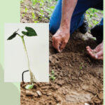 Il magnifico viaggio delle piante