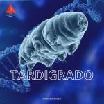 TARDIGRADO